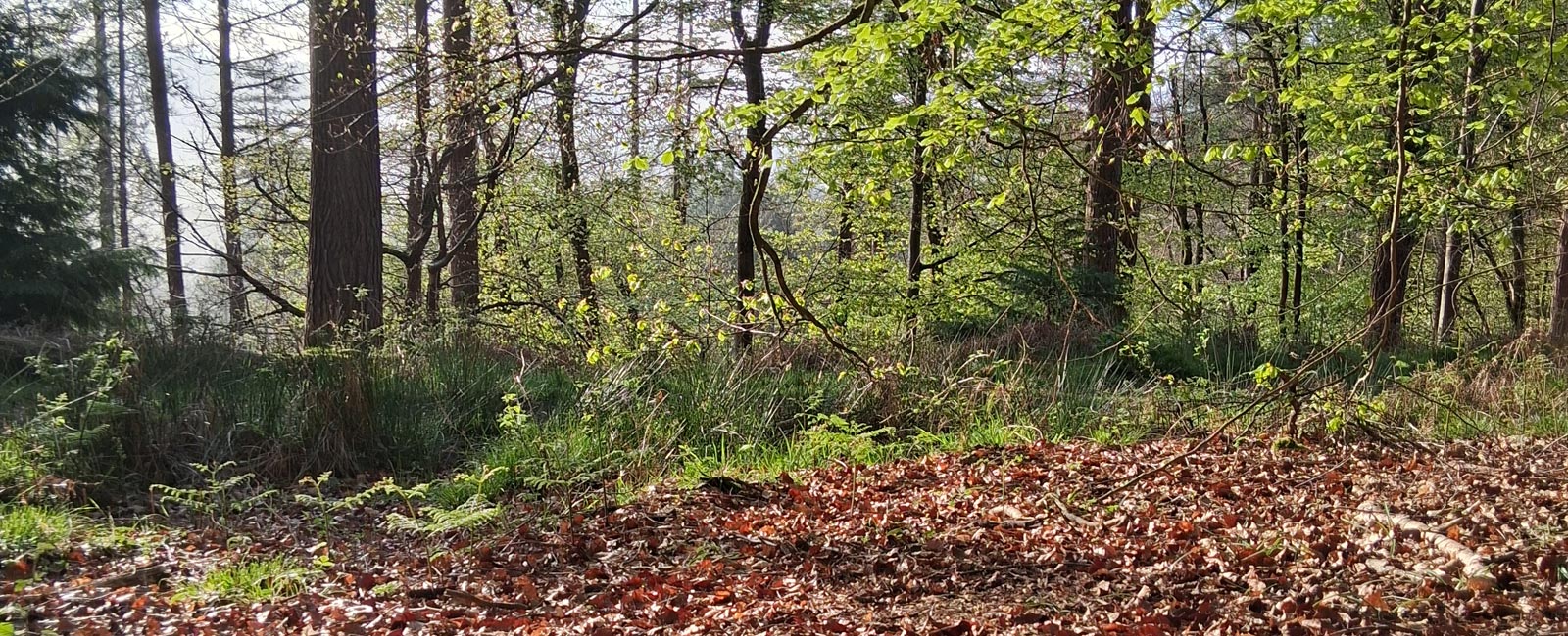 Serene setting for Quantum Healing Hypnosis sessions in the Forest of Dean.