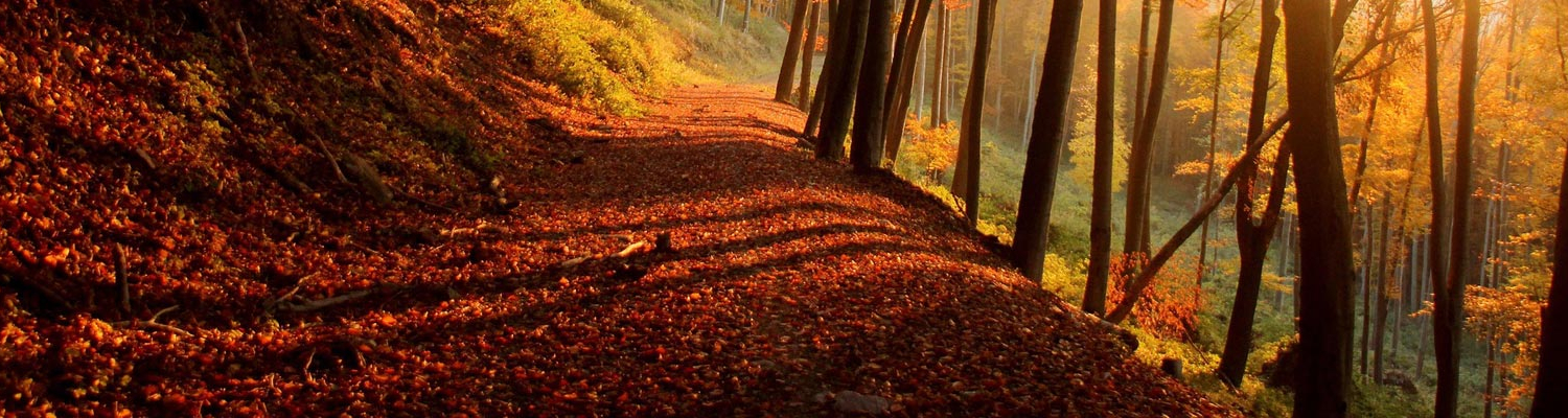 Blank form for contact information and communication options for scheduling a QHHT session.