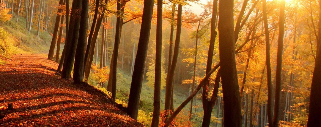 Blank form for contact information and communication options for scheduling a QHHT session.