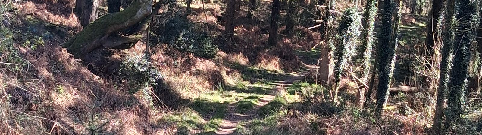 Path symbolising frequently asked questions about Quantum Healing Hypnosis Technique. Path symbolising frequently asked questions about Quantum Healing Hypnosis Technique.