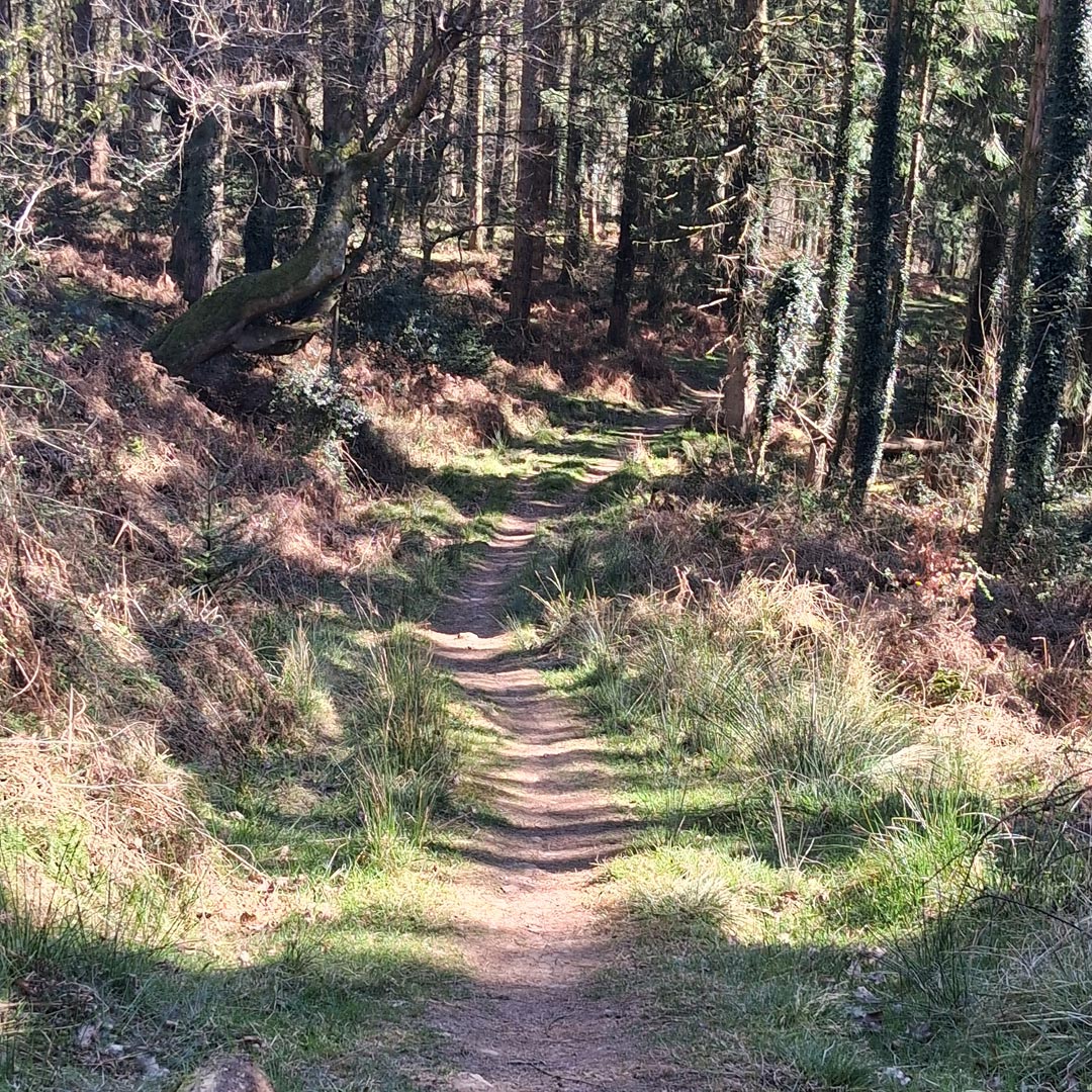 Path symbolising frequently asked questions about Quantum Healing Hypnosis Technique. Path symbolising frequently asked questions about Quantum Healing Hypnosis Technique.