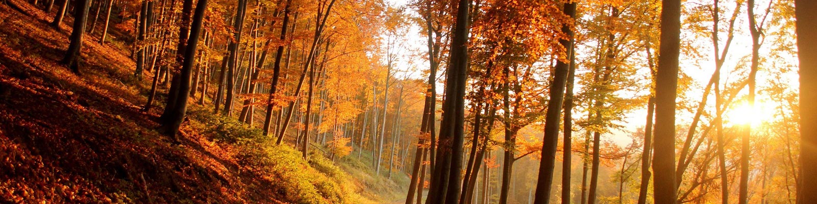 Messages From The Journey announcing the latest articles and insights from Quantum Healing Hypnosis in the Forest of Dean