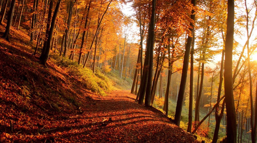 Messages From The Journey announcing the latest articles and insights from Quantum Healing Hypnosis in the Forest of Dean