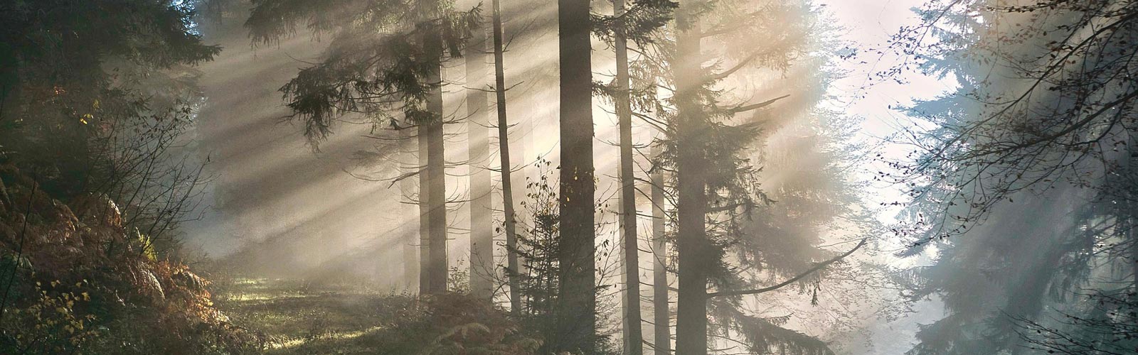 Embark on a transformative journey—discover your soul's purpose through Quantum Healing Hypnosis.